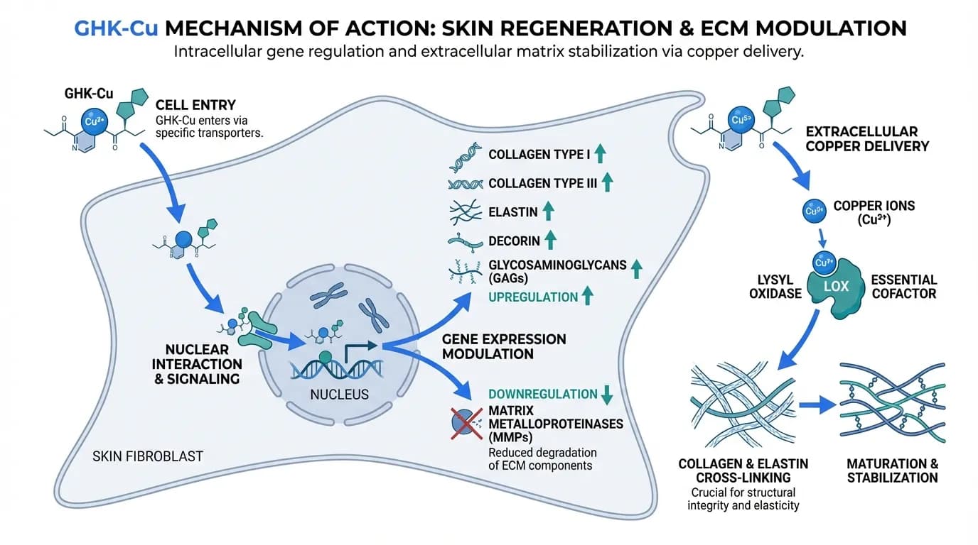 Hero image for Collagen-Boosting Peptides for Skin: From GHK-Cu to Matrixyl
